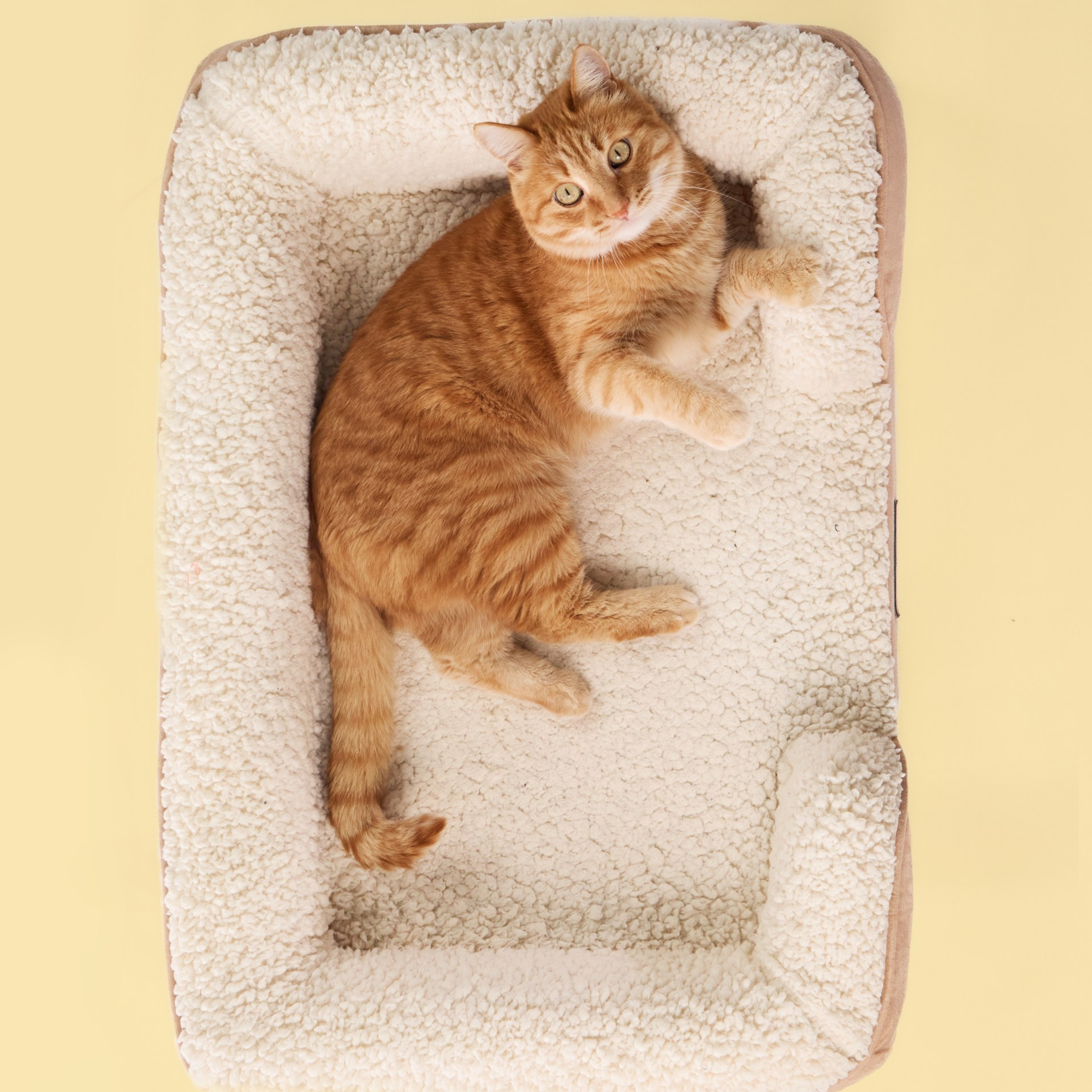Mittelgroßes Katzenschlafsofa