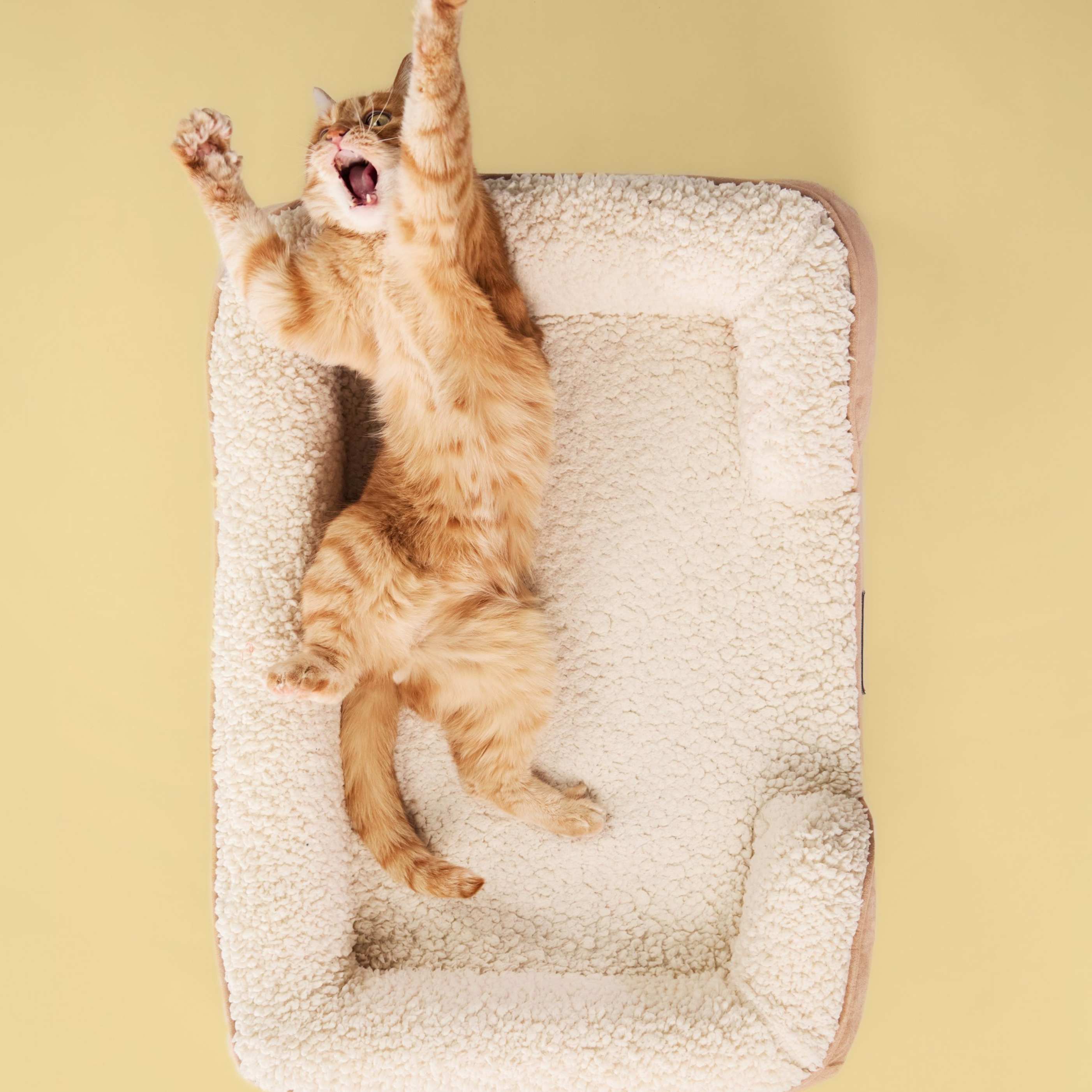 Mittelgroßes Katzenschlafsofa