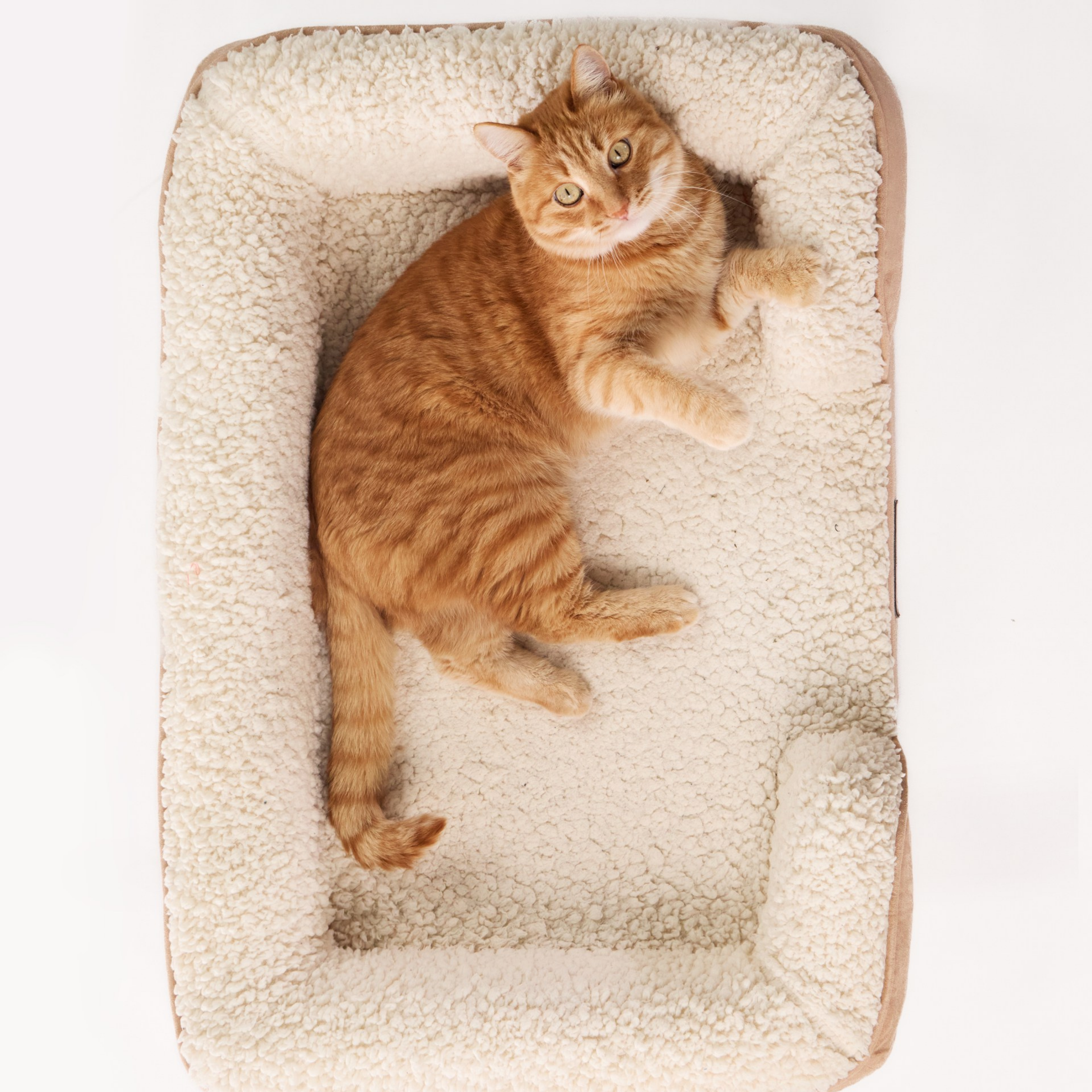 Kleines Katzenschlafsofa