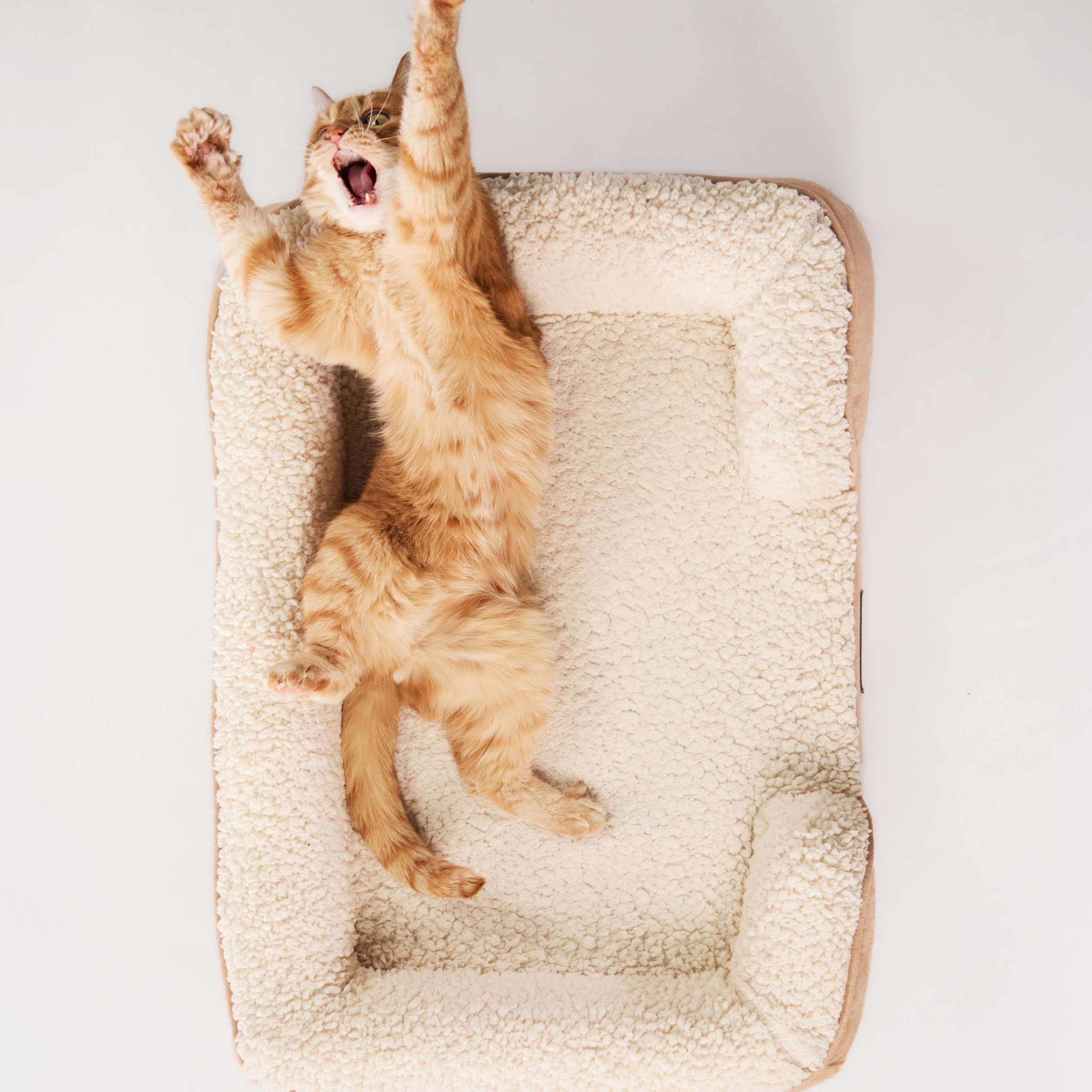 Kleines Katzenschlafsofa