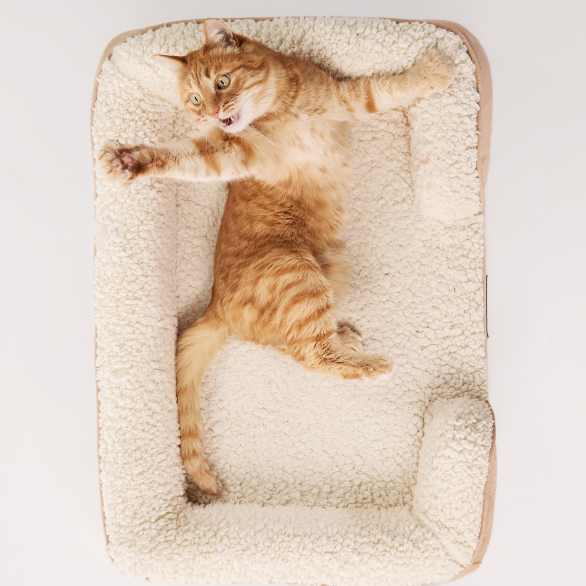 OUTLET Cama Sofa Medium Gato